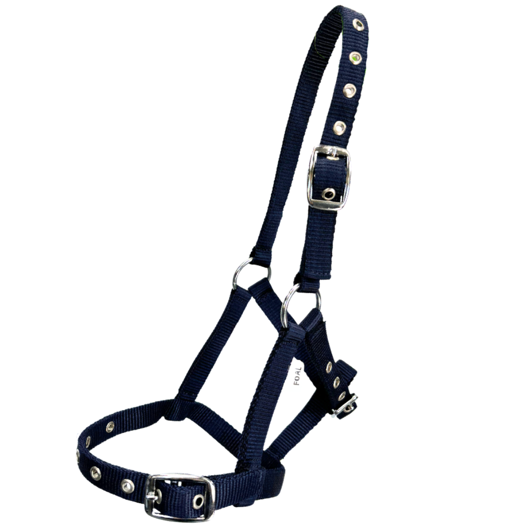 Oxford Web Foal Halter