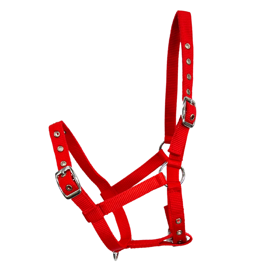 Oxford Web Foal Halter