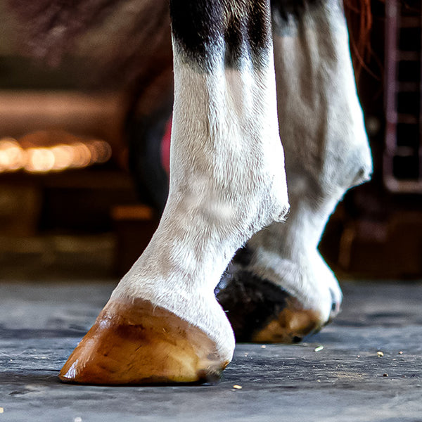 Hoof Safe Shine – Clear – 220ml