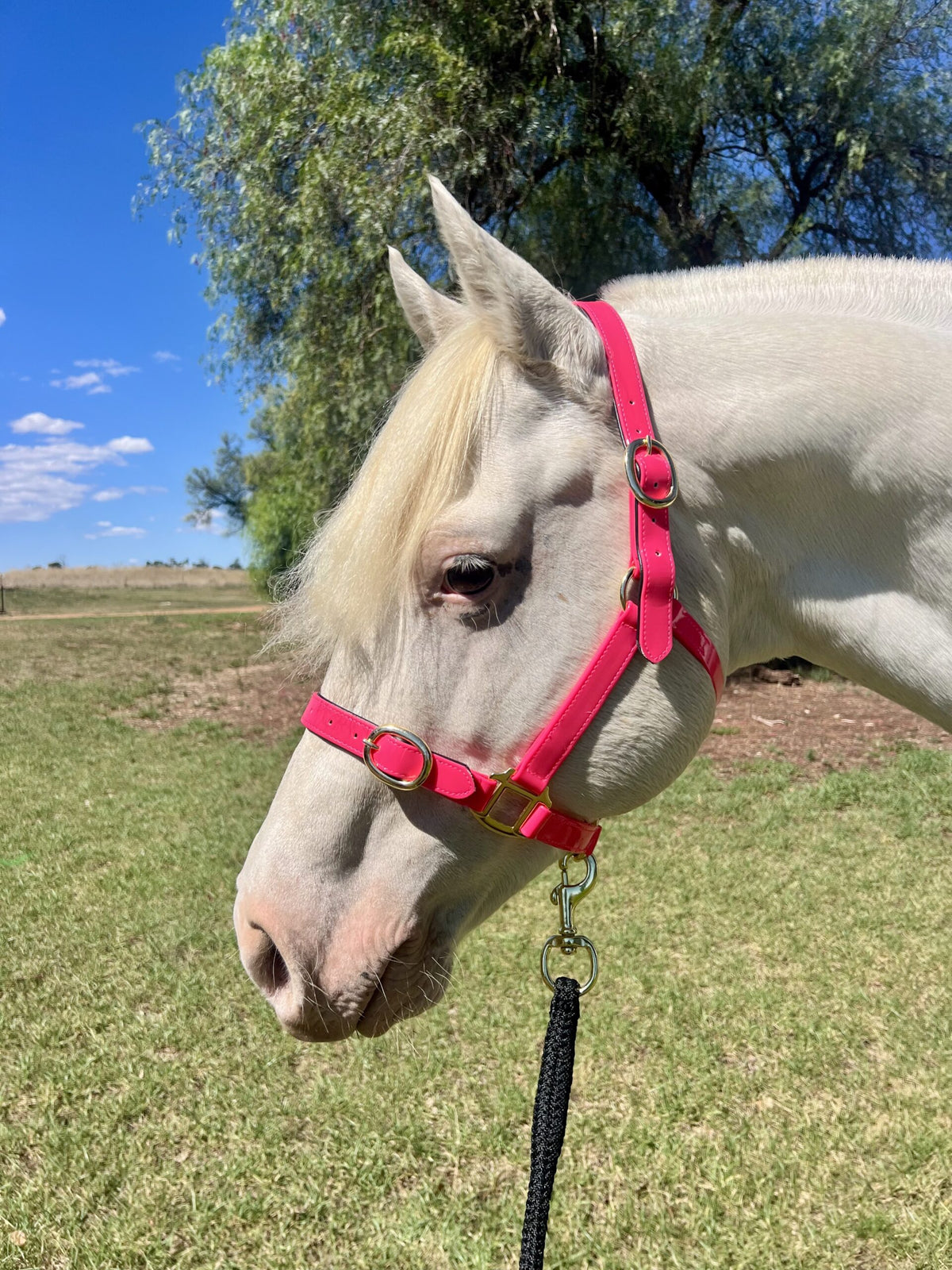 Randwick 1" PVC Halter - Pink