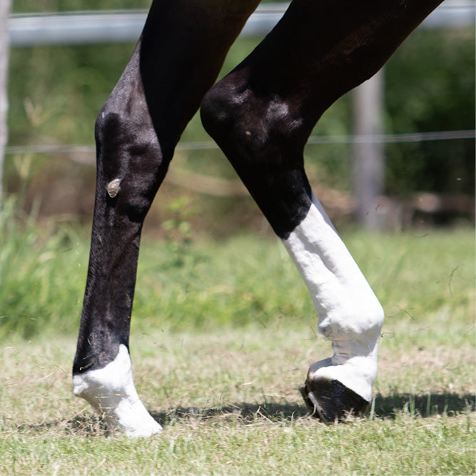 Equine White Sox – 550g