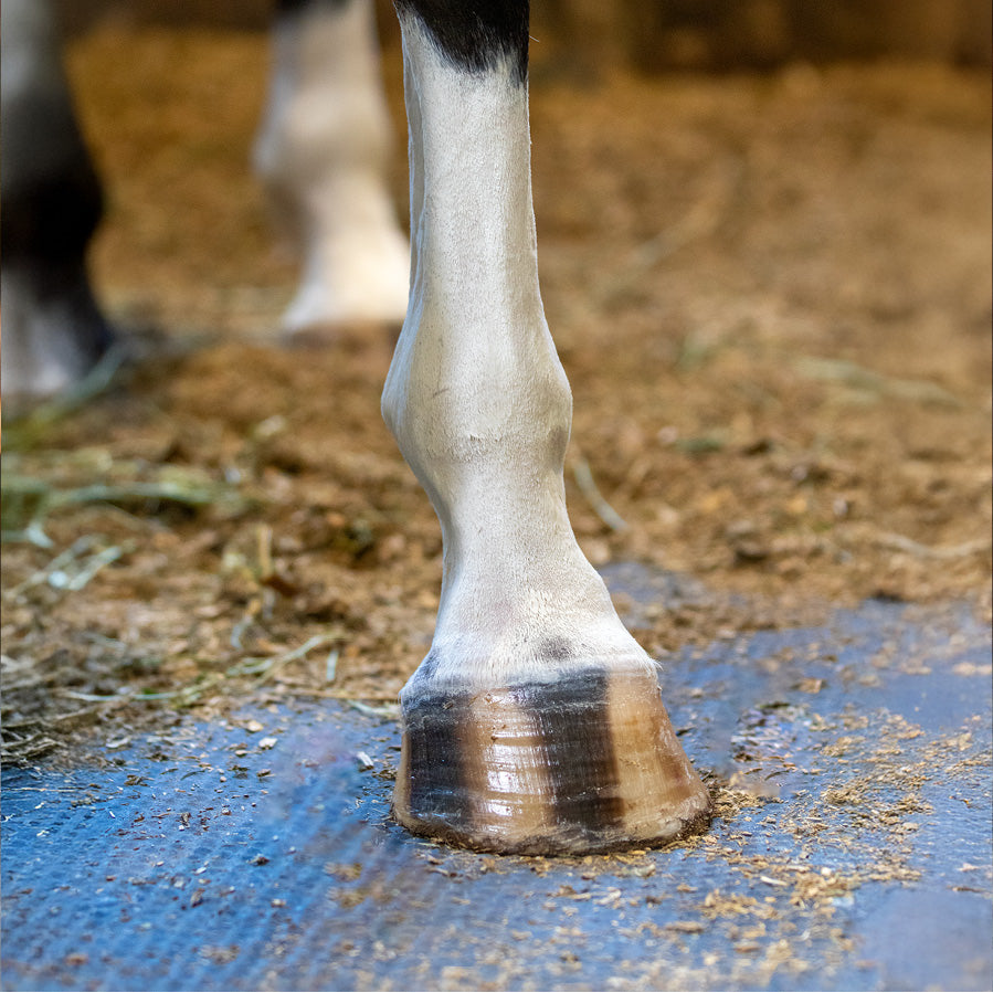 Hoof Safe Shine – Clear – 220ml
