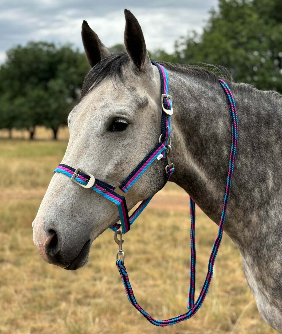 Oxford Tri Colour Headstall & Lead Set