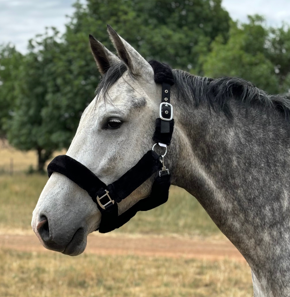 Oxford Fleece Web Halter