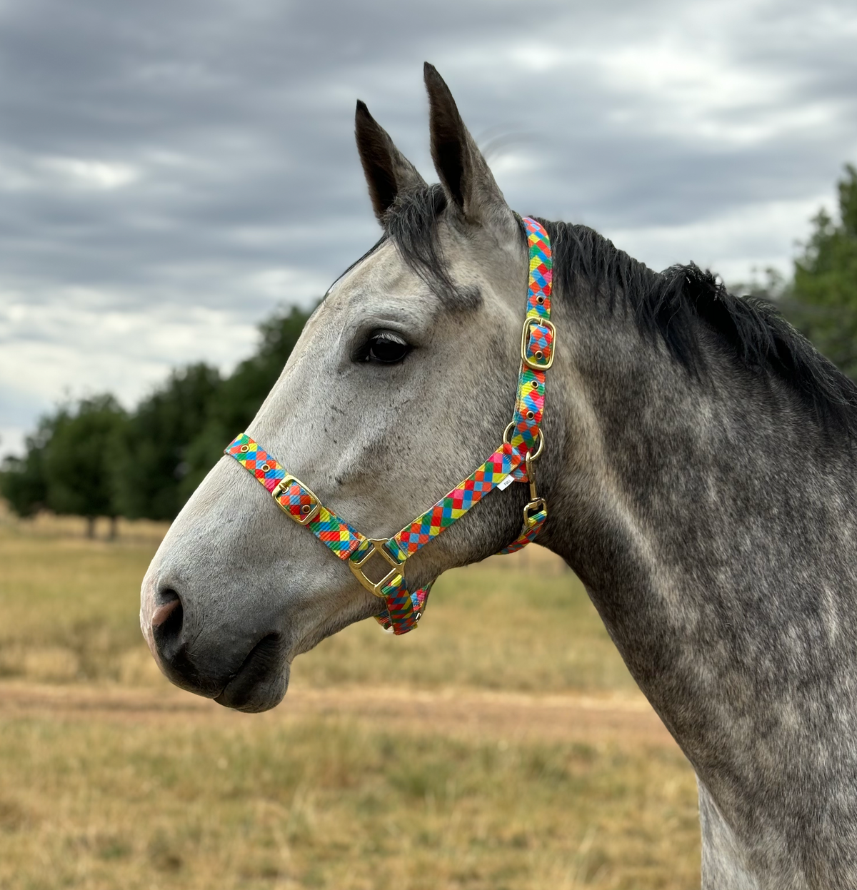Oxford Multi Colour Brass Halter