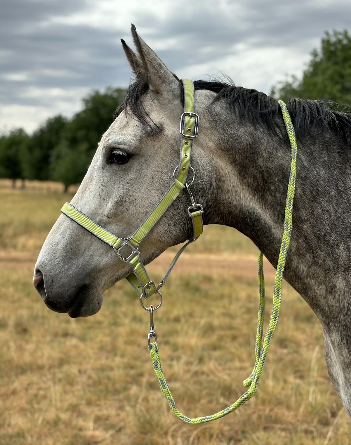 Oxford Premium Halter With Matching Lead - Citrus