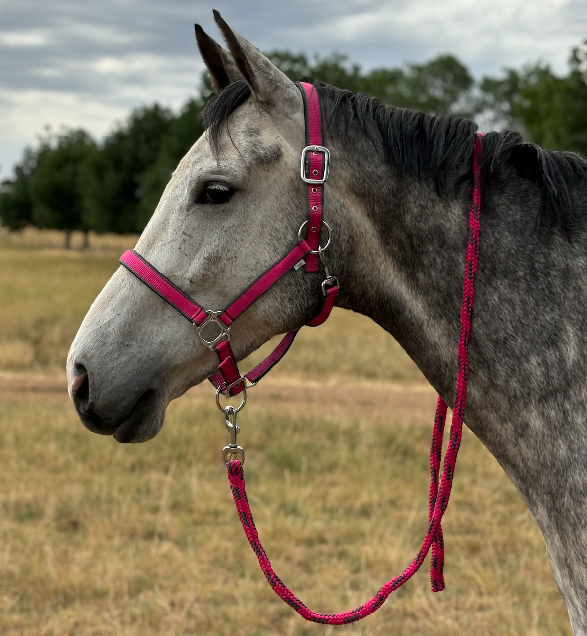 Oxford Premium Halter With Matching Lead - Pink