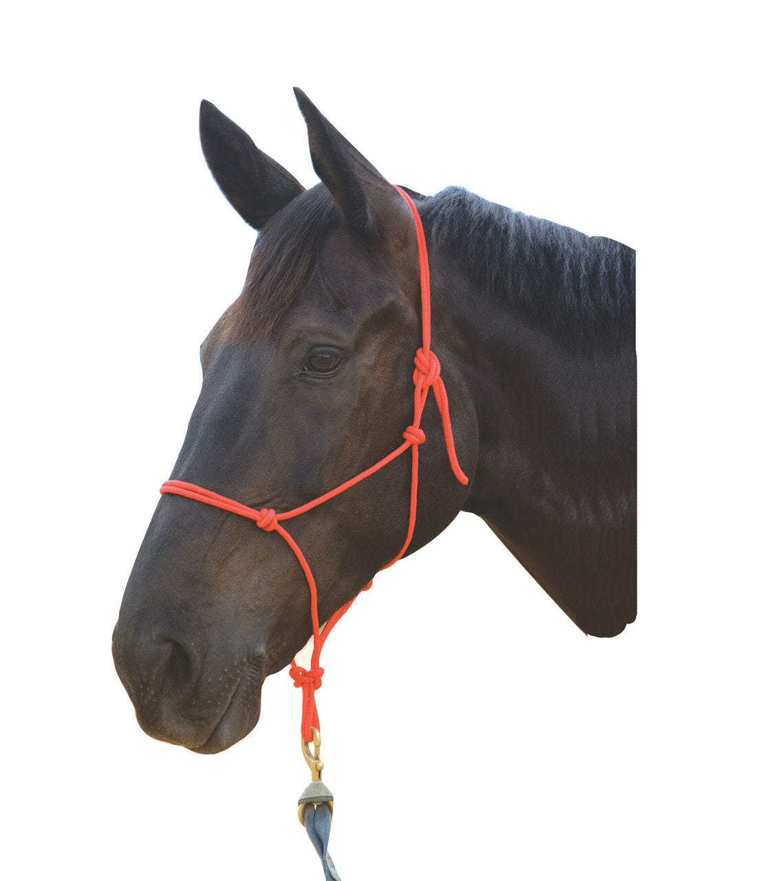 Oxford Rope Halter