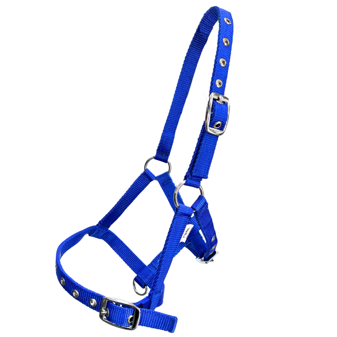 Oxford Web Foal Halter