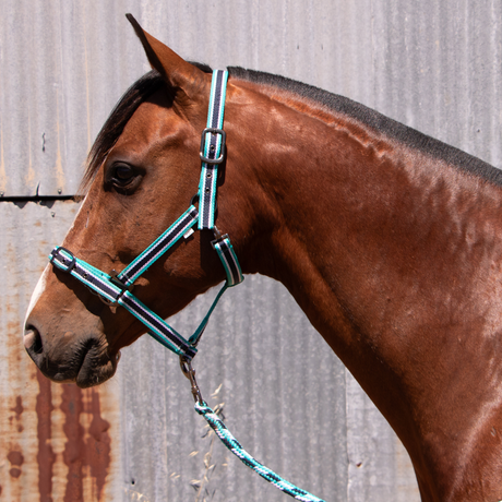 Oxford Super Tuff Halter With Lead – Turquoise/Navy/White