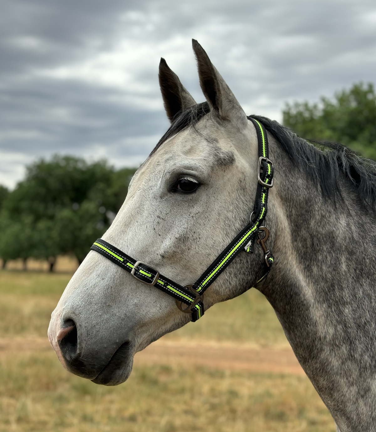 Oxford Neon Reflective Halter